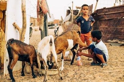 Unos niños alimentan al ganado de la familia en el campamento de Bojador (Argelia).