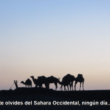 ¡La ACTUALIDAD SAHARAUI! ÚLTIMAS NOTICIAS del Sahara Occidental – 20/11/2022