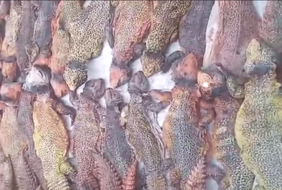 Colonos marroquíes trafican en el Sáhara Occidental con animales en peligro de extinción | Hmad Hammad en Contramutis