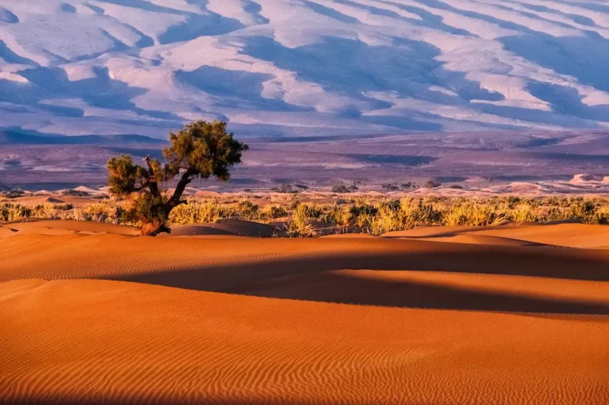 10 Preguntas Sobre El Sáhara Occidental – Proyecto Viajero