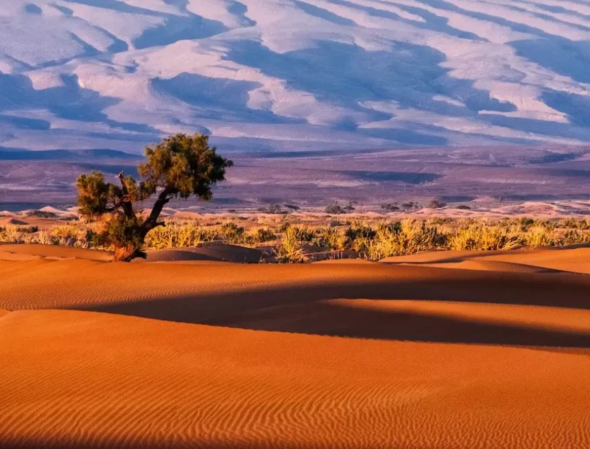 sahara_occidental_paisaje 10 Preguntas Sobre El Sáhara Occidental – Proyecto Viajero