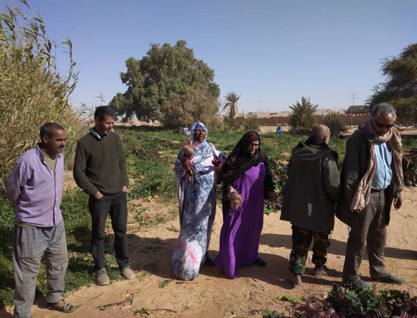 Minister of Economic Development observes agricultural harvest in Wilaya of Smara | Sahara Press Service