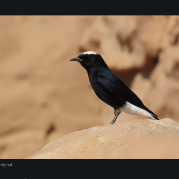 ¡LA ACTUALIDAD SAHARAUI! Las noticias del 8 de julio de 2022