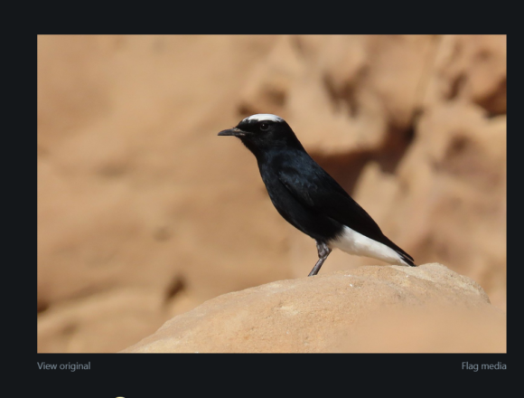 ¡LA ACTUALIDAD SAHARAUI! Las noticias del 8 de julio de 2022