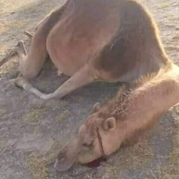 Ejército marroquí dispara desde el muro de la vergüenza contra camellos