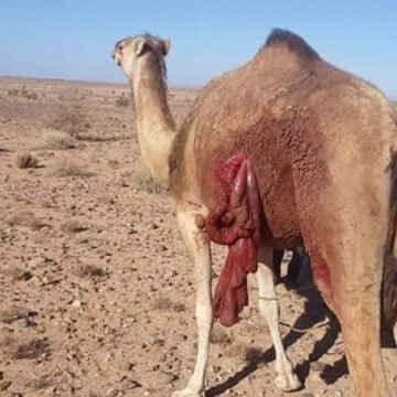 El ejército marroquí continúa abriendo fuego contra los nómadas saharauis al otro lado del muro de la vergüenza