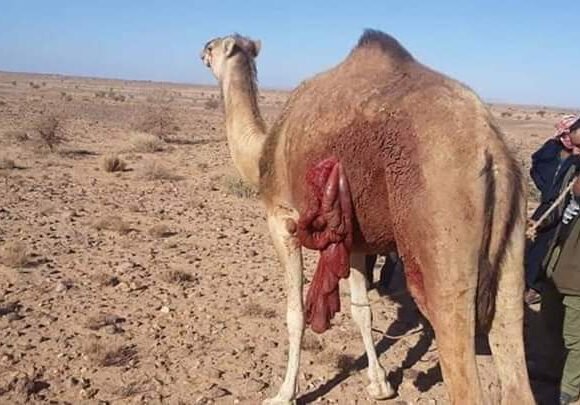 El ejército marroquí continúa abriendo fuego contra los nómadas saharauis al otro lado del muro de la vergüenza