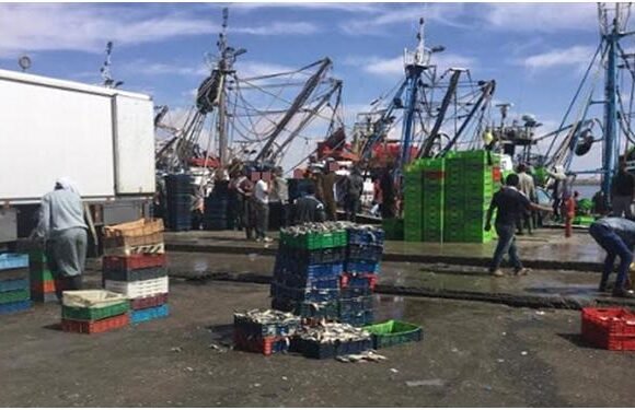 Equipe Media Sahara | A pesar de la guerra, continúan las exportaciones de harina y aceite de pescado – El Salto