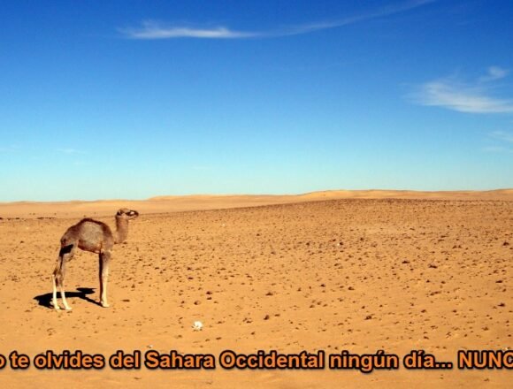 La Actualidad Saharaui: 3 de mayo de 2020 ??