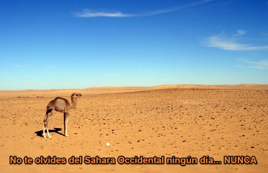 La Actualidad Saharaui: 3 de mayo de 2020 ??