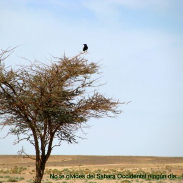 La Actualidad Saharaui: 23 de julio de 2020 ??