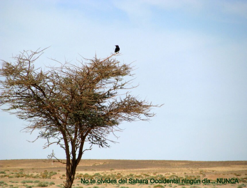 B0006856 La Actualidad Saharaui: 23 de julio de 2020 ??