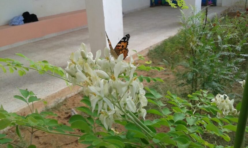 Bubisher A PESAR DE TODO, VUELVE A SER PRIMAVERA