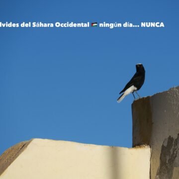 ?? La #ActualidadSaharaui HOY, 5 de julio de 2019 ??