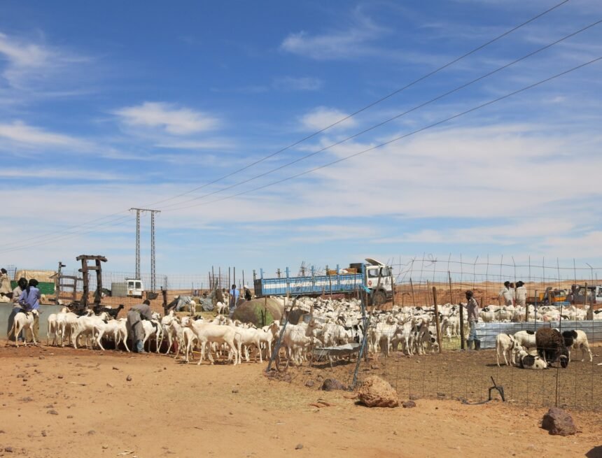 La Actualidad Saharaui | Eid el-Adha Mubarak ?? – 31 de julio de 2020 (fin de jornada)