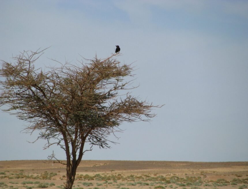 La #ActualidadSaharaui: 27 de abril de 2021 ??