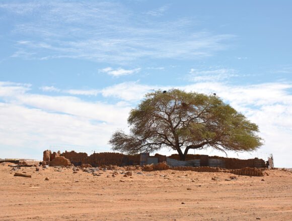 Flores entre la arena en el Sáhara Occidental – Revista Mètode