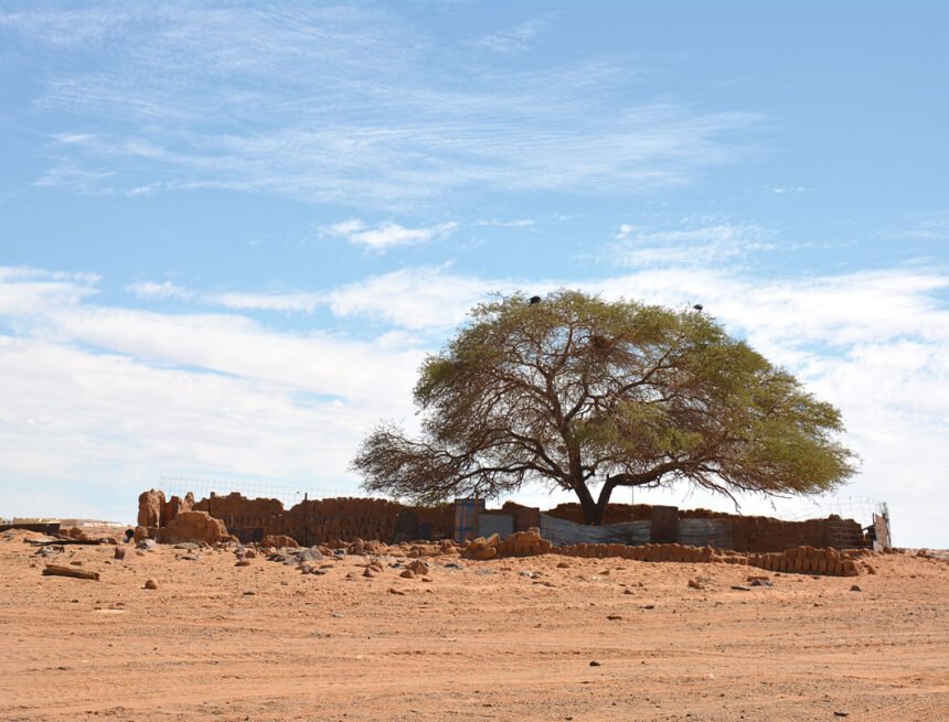 Flores entre la arena en el Sáhara Occidental – Revista Mètode