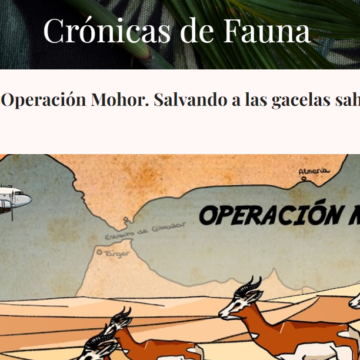 50 años de la Operación Mohor. Salvando a las gacelas saharauis – Crónicas De Fauna