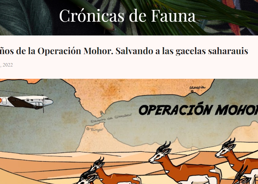 50 años de la Operación Mohor. Salvando a las gacelas saharauis – Crónicas De Fauna