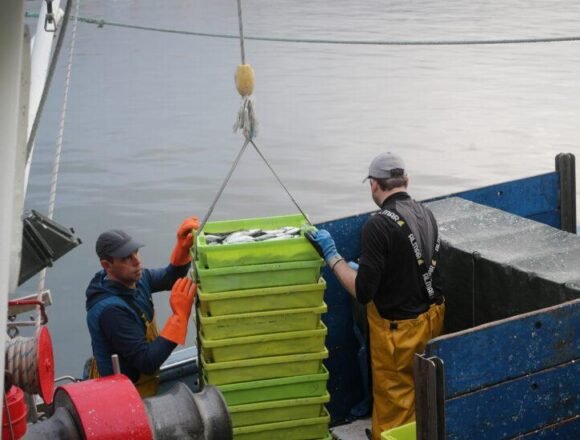 Llegan al puerto de Burela las sardinas para las fiestas de San Juan El Polisario se reúne con pescadores canarios en busca de una alternativa al fin del acuerdo pesquero UE-Marruecos – El Independiente