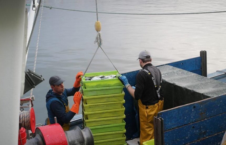 Llegan al puerto de Burela las sardinas para las fiestas de San Juan El Polisario se reúne con pescadores canarios en busca de una alternativa al fin del acuerdo pesquero UE-Marruecos – El Independiente