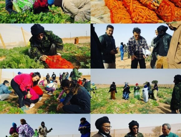 img-20190216-wa0072 AGRICULTURA: Las Huertas Nacionales inician cosecha de hortalizas para el abastecimiento de los refugiados | Sahara Press Service