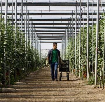 Sale a la luz la «megalópolis ilegal» del tomate que construye el rey de Marruecos en el Sahara – Sevilla.ABC