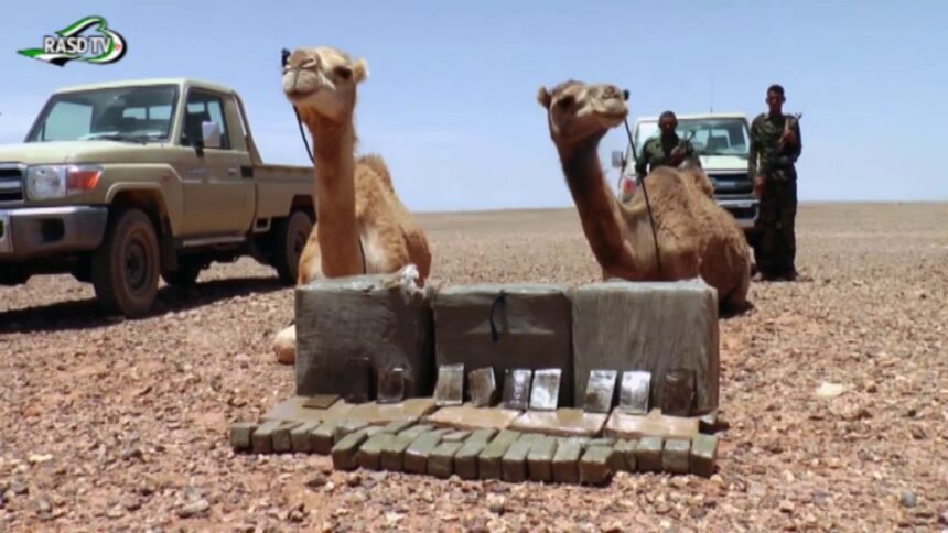 El ejército saharaui intercepta un cargamento de droga procedente del muro marroquí — El Confidencial Saharaui