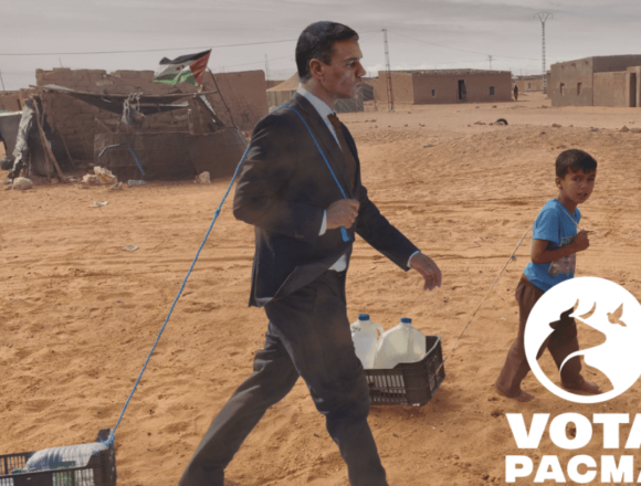 pacma-sanchez-saharauis-e1689848304542-980x617-1 El PACMA envía a Sánchez a los campamentos de refugiados saharauis: «Que se ponga en su lugar» | El Independiente