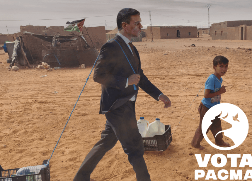 El PACMA envía a Sánchez a los campamentos de refugiados saharauis: «Que se ponga en su lugar» | El Independiente
