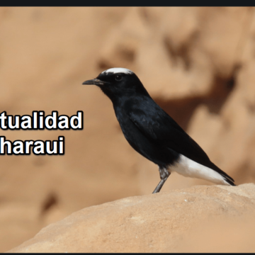 qwertyuioln ¡LA ACTUALIDAD SAHARAUI! – 10/7/2023 – NOTICIAS del Sahara Occidental