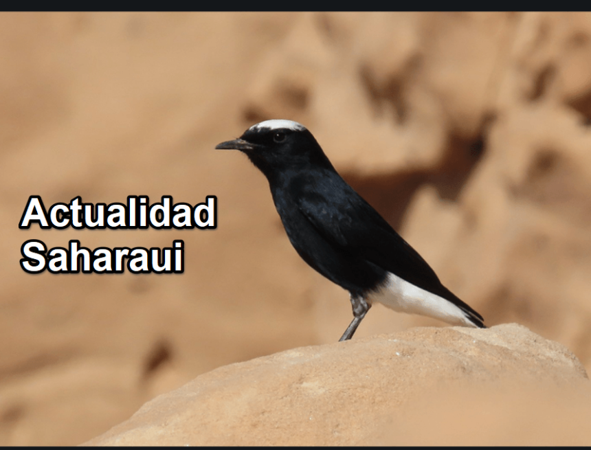 qwertyuioln ¡LA ACTUALIDAD SAHARAUI! – 14/7/2023 – ÚLTIMAS NOTICIAS del Sahara Occidental