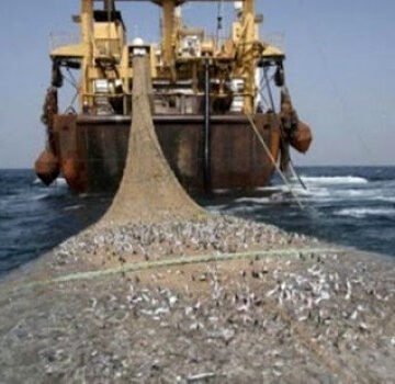 Se sigue exportando pescado congelado del Sahara Occidental ocupado, advierte una ONG | Sahara Press Service