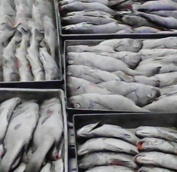 La exportación legal de recursos naturales del Sáhara Occidental sin cesar; 139,000 toneladas de pescado congelado exportadas de forma ilícita por Marruecos en 2019 | Sahara Press Service