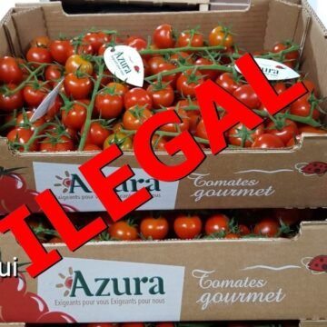 Organizaciones alemanas e irlandesas exigen a «Messe Berlin» boicotear el controvertido productor francés del tomate saharaui AZURA GROUP | ECS