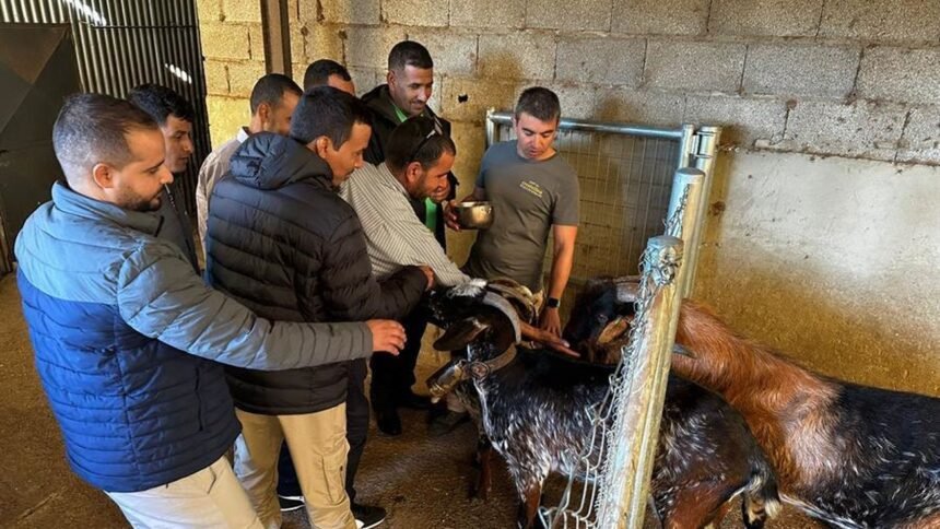 Pastores saharauis para luchar contra el abandono rural en España