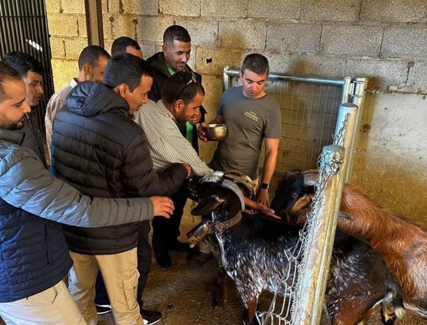 Pastores saharauis para luchar contra el abandono rural en España