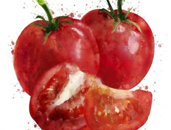 produccion-del-tomate-en-Dajla-e1708092112124-1808x904-1 Empresas y Derechos Humanos en el Sáhara Occidental y la «cara B» del tomate «marroquinizado» – Mundubat