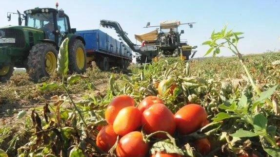 Lo que se esconde tras la competencia de los tomates «marroquinizados» – El Faradio | Periodismo que cuenta