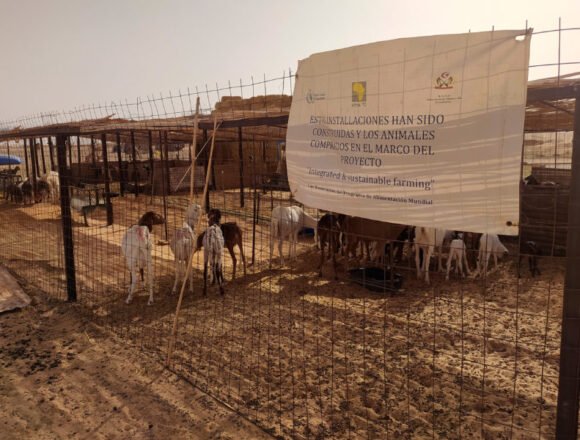 Refugiados saharauis: cómo adaptarse a uno de los lugares más inhóspitos del planeta – Climática