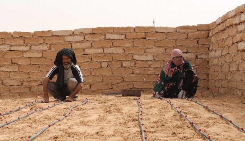 El deterioro de la situación humanitaria en los campamentos de refugiados saharauis de Tinduf afecta a casi 174.000 personas – Diario16plus