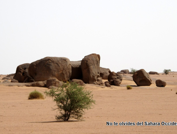 Noticias del SAHARA OCCIDENTAL – 11/5/2024 – La Actualidad Saharaui