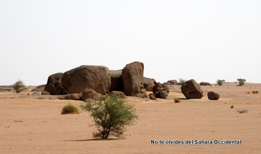 Noticias del SAHARA OCCIDENTAL – 11/5/2024 – La Actualidad Saharaui