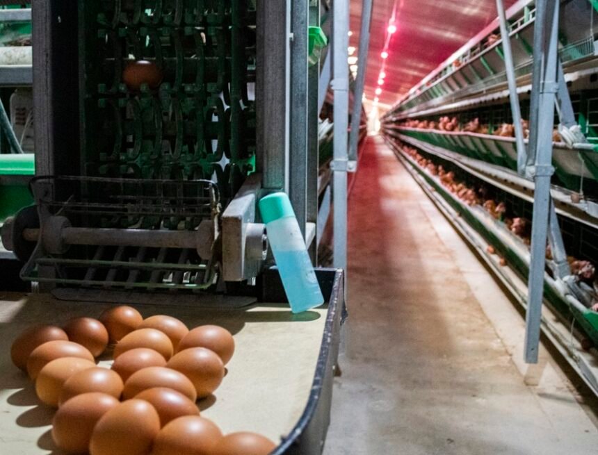 DÍA MUNDIAL DEL REFUGIADO | El milagro del gallinero del desierto del Sáhara – EL INDEPENDIENTE