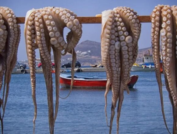 polbo Empresa gallega comercializa productos del Sáhara Occidental ocupado en Mugardos | NR | Periodismo alternativo