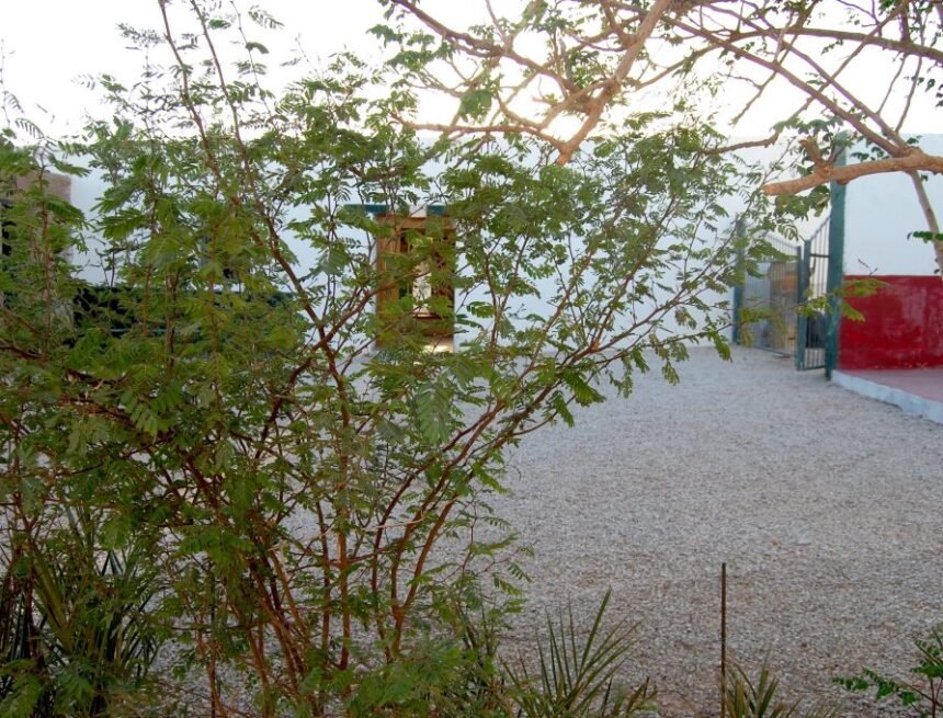 Llorente-1024x681-1 OASIS – No tardarán en abrirse las puertas de las cinco bibliotecas BUBISHER del pueblo saharaui