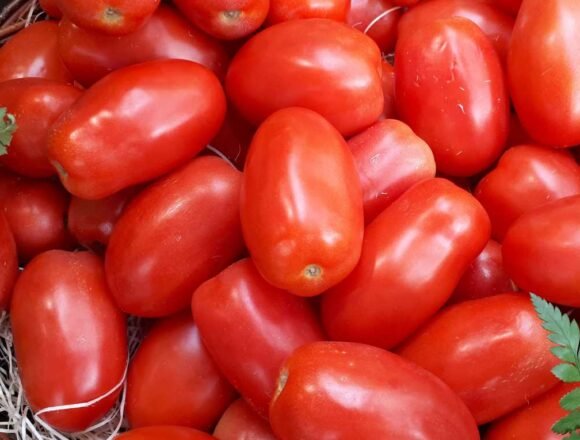 Celebran en Francia las sentencias sobre el tomate saharaui – Aenverde