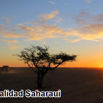 Noticias del SAHARA OCCIDENTAL – 20/11/2024 – La Actualidad Saharaui