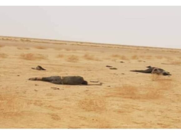 1681155546870241-0 CODESA: Marruecos comete crímenes de guerra y contra la humanidad en el Sáhara Occidental | Contramutis